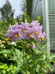 potato flower