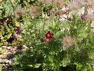 Blüten von Küchenschelle Pulsatilla vulgaris ‘Rot’ als Gartenpflanze