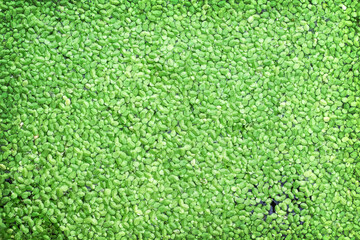Duckweed or small lemna minor  green plant floating on water top view nature background