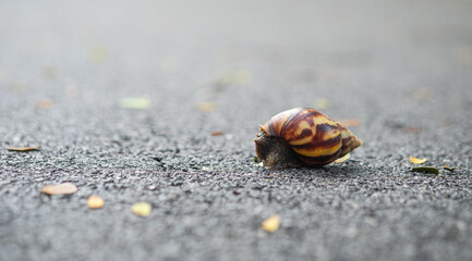 Snail walking on the asphalt floor.
