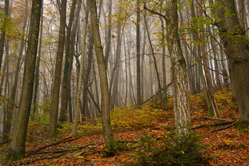 Herbstwald im Schwarzwald bei Nebelstimmung