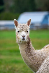 Alpaca's pasture - Farm in Canada, British Columbia