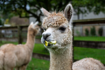 Obraz premium Alpaca's pasture - Farm in Canada, British Columbia