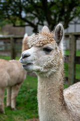 Obraz premium Alpaca's pasture - Farm in Canada, British Columbia