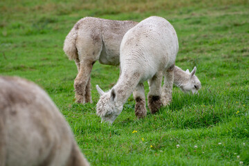 Obraz na płótnie Canvas Alpaca's pasture - Farm in Canada, British Columbia