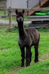 Alpaca's pasture - Farm in Canada, British Columbia