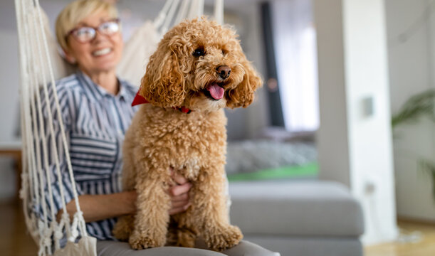Little dog, poodle brown puppy at home with senior woman owner.