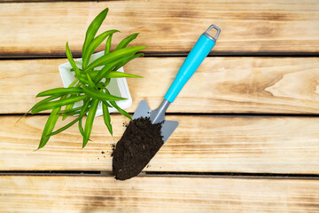 Top view of a small hand shovel with soil and a white pot with a flower on a wooden background.