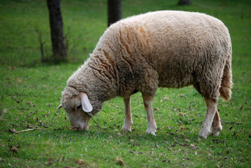 Obraz na płótnie Canvas Ein wolliges Schaf frisst Gras auf einer Wiese.