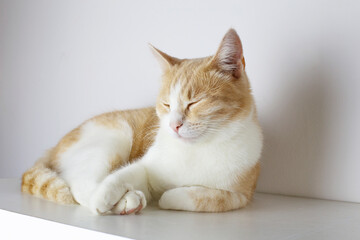 A beautiful domestic cat of white-orange color sleeps sweetly on a white box. The cat lies with closed eyes