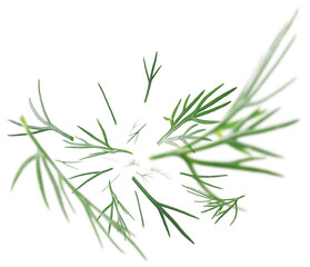 Green sprigs of dill levitate on a white background
