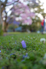 Petal of jacaranda on green grass.