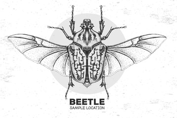 Realistic hand drawing Goliath beetle. Artistic Bug. Entomological vector illustration