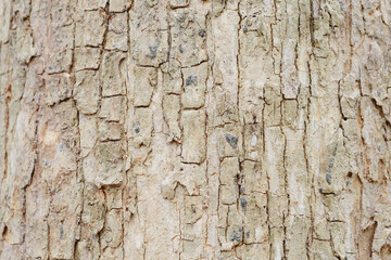 Teak tree bark texture fine quality wood	