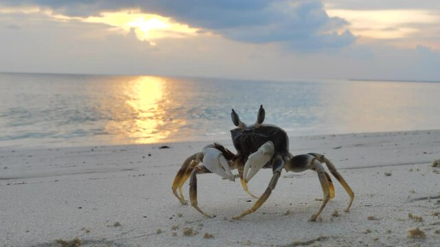 Sand crab at tropical sand beach 