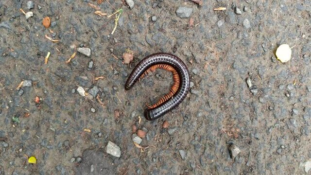 Amazing shot of frightened and rolled up millipede in wild, opening up slowly in real time and then running towards safety after sensing the danger is not anymore. Beautiful motion of multiple legs.