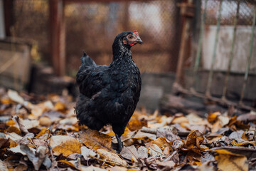 Black hen walks in the paddock. A black hen walks in an aviary on an autumn day on a farm