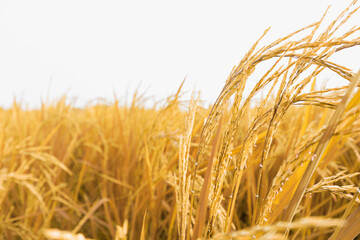Close-up of ripe rice grains on rice ears with copy space for input text. Agricultural background photography during the harvest season on World Food Day.
