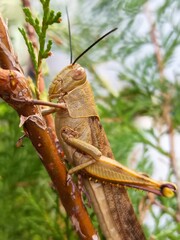 close up of a grasshopper