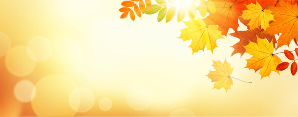 Naklejka na ściany i meble Autumn banner with leaves on sunlight. Vector