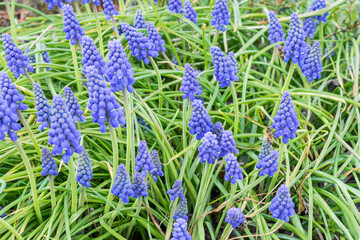 sfondo primaverile di muscari blu