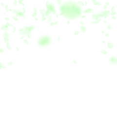 Green flower petals falling down. Interesting roma