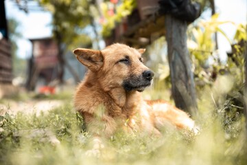 mountain sheepherd dog lying in grass isolated