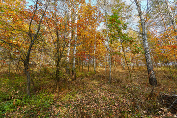 Fototapeta premium Golden autumn time in a wonderful forest.