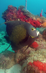 Naklejka na ściany i meble underwater fish coral , caribbean sea , Aruba Island