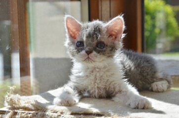 Selkirk rex 
