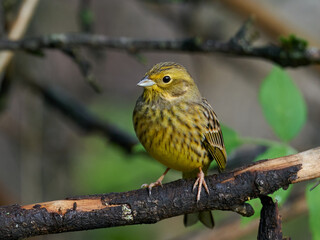 Yellowhammer (Emberiza citrinella)