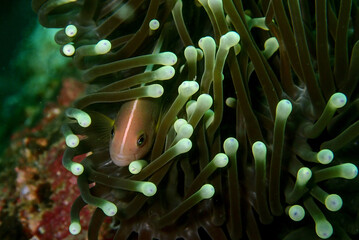 skunk anemone fish
