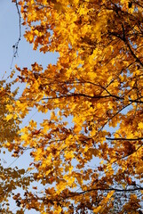 maple trees with multicolor foliage at autumn scenic