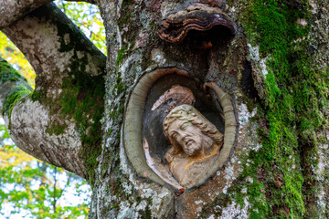 Balzer God in a beech ingrown