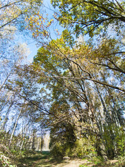 Obraz premium Autumn forest