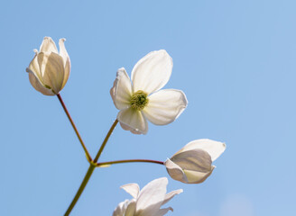 primo piano di fiori bianchi di clematis 