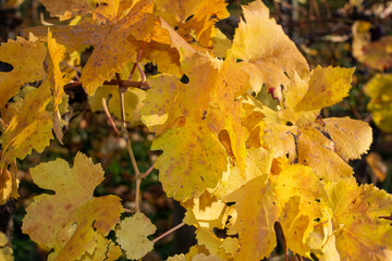 Weinberge im Herbst Blätter Laub mit Stuttgart im Hintergrund