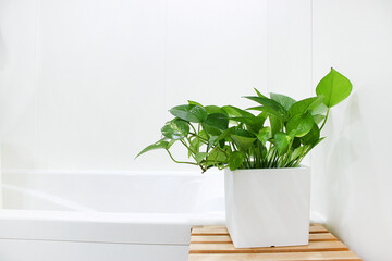 scindapsus in a flower pot isolated on white background