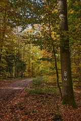 Obraz premium Wanderweg im Herbstwald bei Melchow - am Baum die Wegzeichen für den 66-Seen-Wanderweg und den Jakobsweg