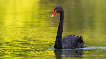 Black swan, cygnus atratus, swimming forward on a lake in sunny summer nature. Concept of being...