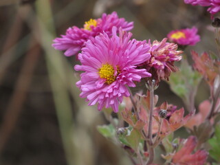 Obraz premium Pink flower object, f pattern, chrysanthemum a