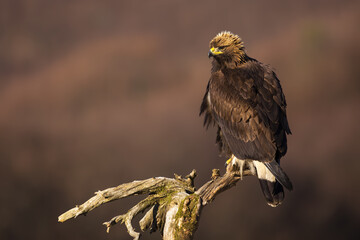 Golden eagle, aquila chrysaetos, sitting on a treetop on a sunny winter day with copy space. Majestic bird of prey with brown feathers looking aside and waiting. Animal wildlife in nature.