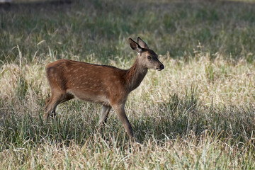 Naklejka na ściany i meble Red deer (Cervus elaphus)