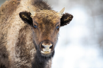 Portrait of european wood bison, bison bonasus, calf with small horns looking into the camera in forest covered in snow. Horizontal close-up of young wild animal in cold weather in nature.