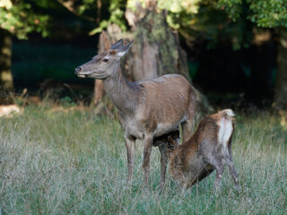 Red deer (Cervus elaphus)