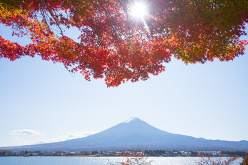 Naklejka premium 富士山 紅葉 河口湖 2020年11月