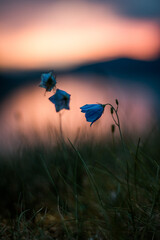 Blaue Blüten vor einem brillianten orangenen Sonnenuntergang 