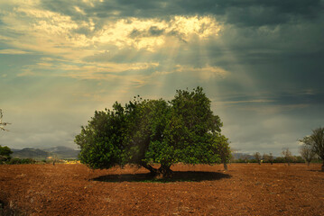 Fototapeta premium landscape
