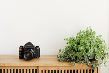 Dischidia oiantha plant by an analog camera on a wooden cabinet