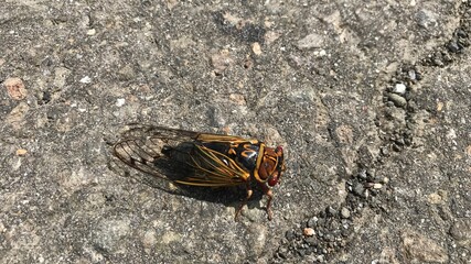 セミ